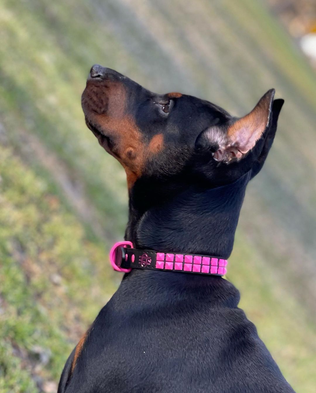 She Loves Hot Pink