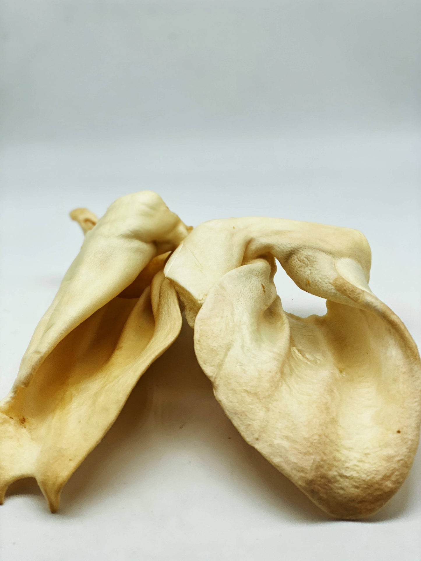 Cow Ears
