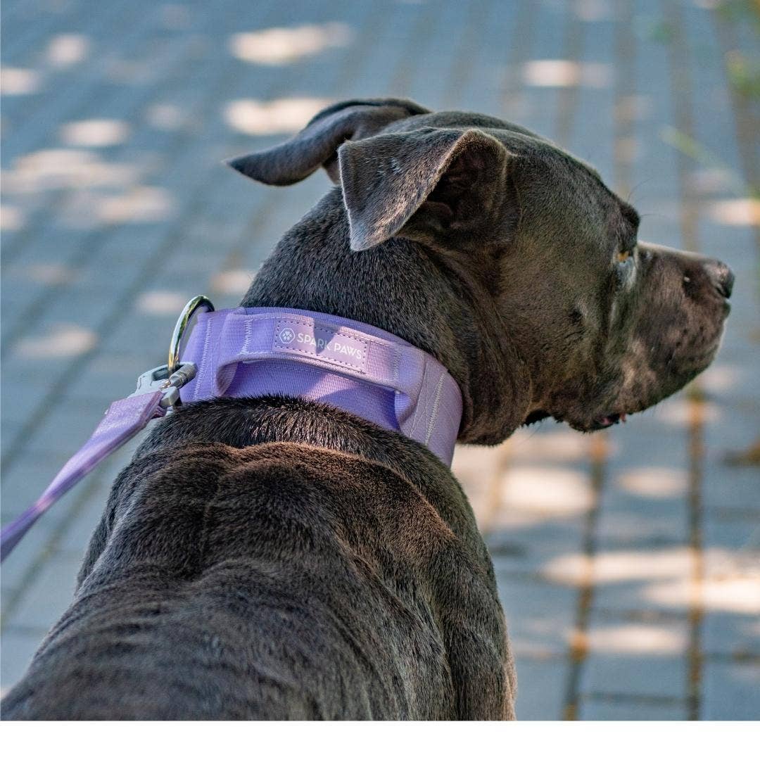 Tactical Dog Collar - Lilac (2"/5cm)